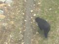 Our first bear sighting! A young bear, seen from the Blackcomb gondola, in its habitat near to the mid-station
