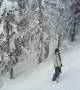 Making fresh tracks in powder in amongst the trees