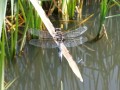 Huge dragonflys everywhere...