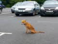 Baby fox in Sainsburys carpark, Bournemouth