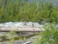 This vast tree trunk was laid on the Stamp River rock flats - how it got there, no one knows..!